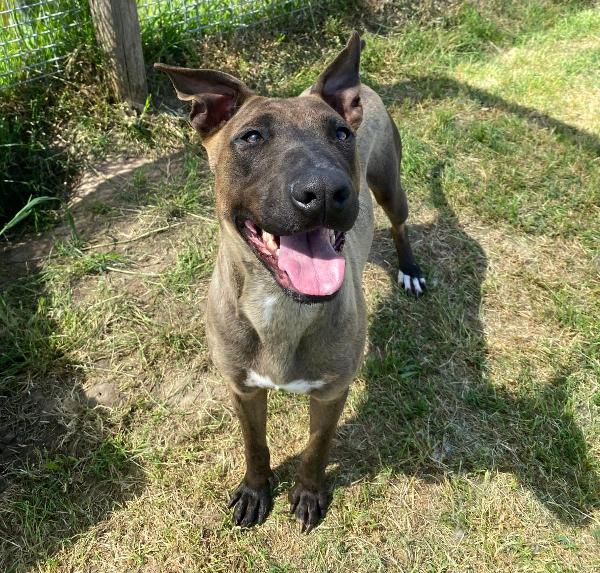 Mali Dolce Pastore Malinois ❣️